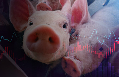生猪产业热情高涨 期货增仓下跌